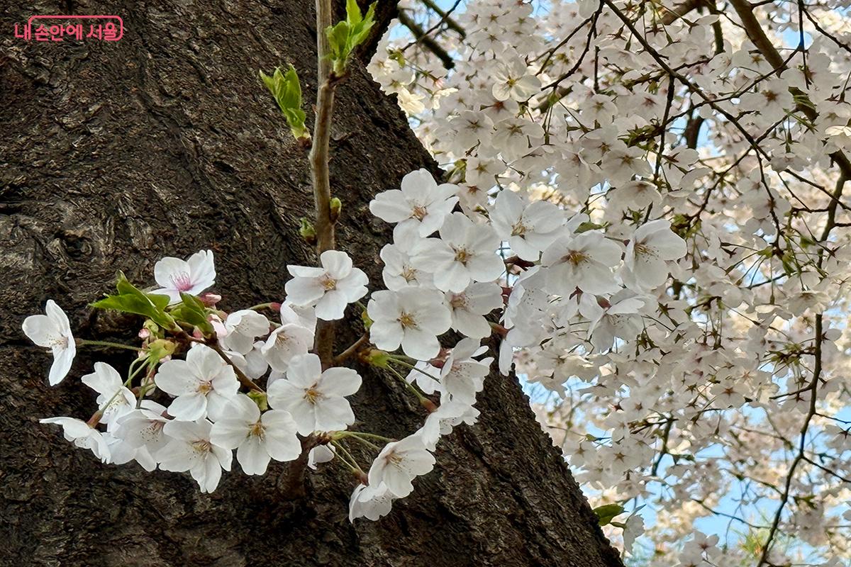 올 봄, 눈에 가득 담고 온 아름다운 벚꽃의 모습 ©김미정