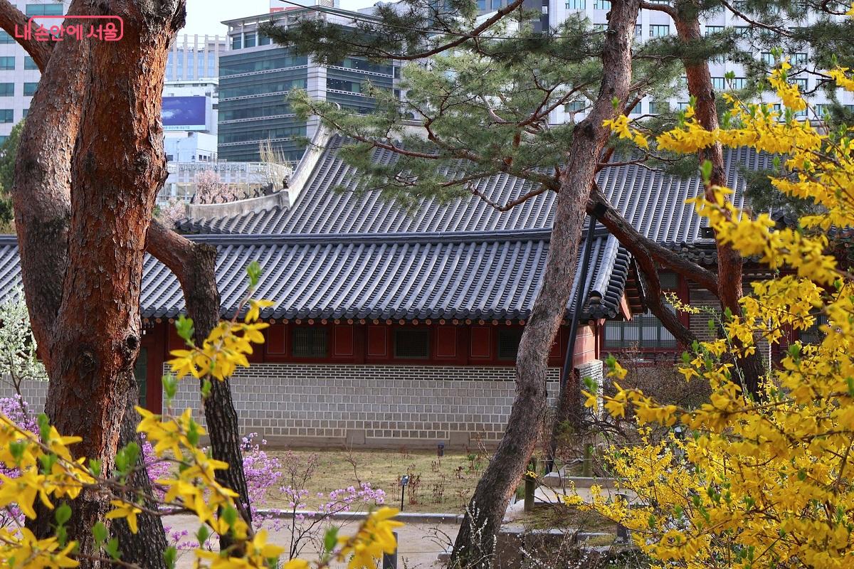 덕수궁 함녕전 뒤 담장 위로 고개를 든 노란 개나리가 덕수궁의 봄을 더욱 경쾌하게 만든다. &copy;이봉덕