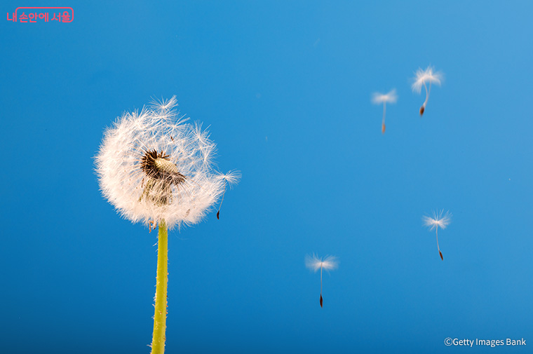 그동안 종 명칭 기준으로, 민들레라는 식물은 한국에 살고 있지 않았다고 볼 수 있다.