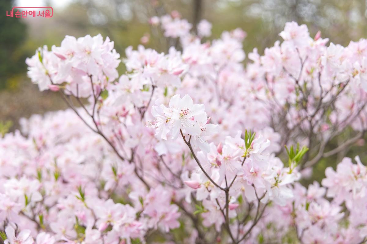 벚꽃만큼 예쁜 핑크빛 자태를 뽐내고 있어 예쁜 진달래꽃을 담았다