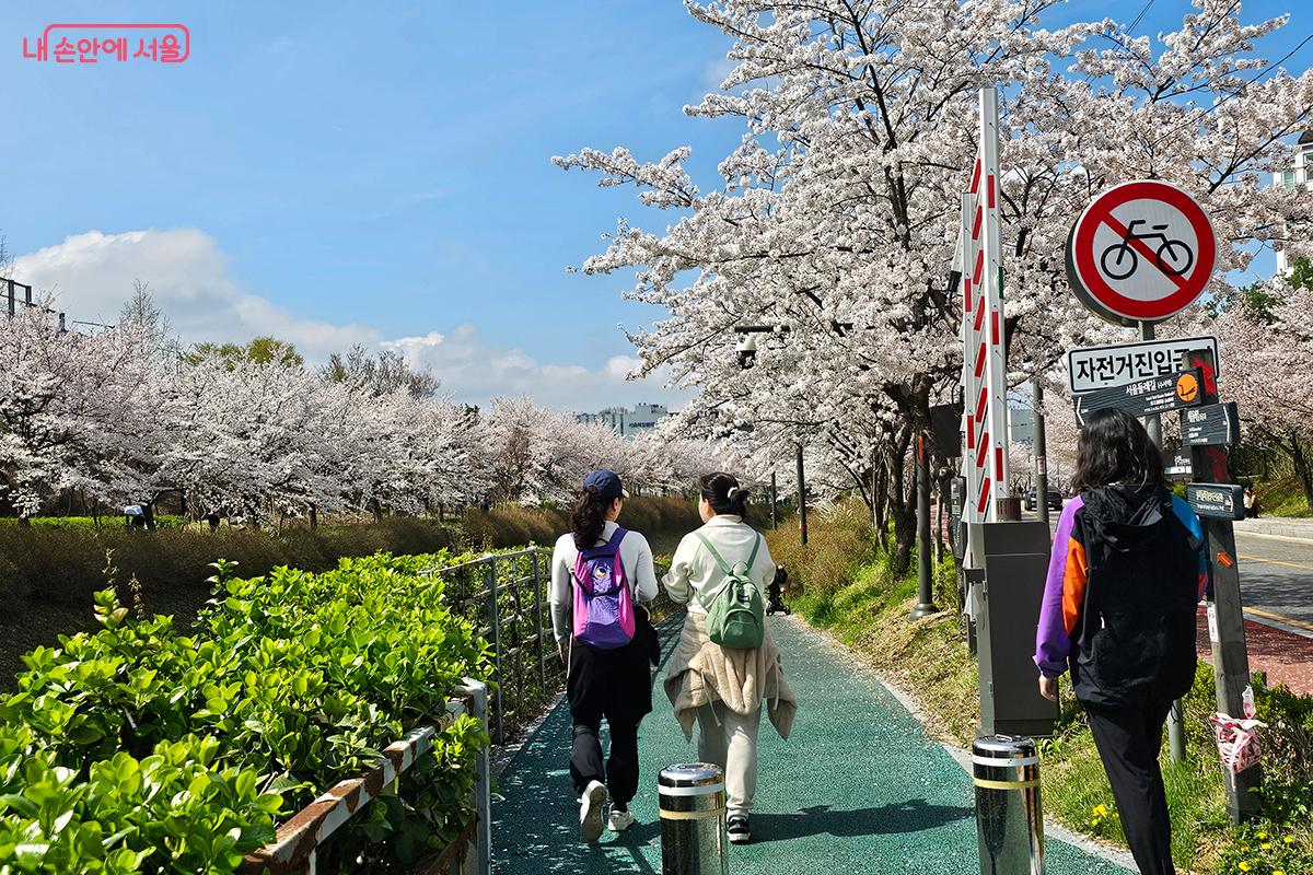 살랑이는 봄바람에 벚꽃잎들이 비처럼 흩날릴 때면, 마치 영화 속 주인공이 된 듯하다. ©이혜숙