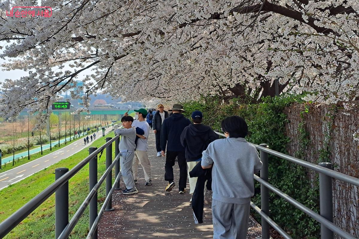 양천구 벚꽃길에서 그늘을 가릴 정도로 아름답게 꽃이 핀 모습 &copy;홍지영