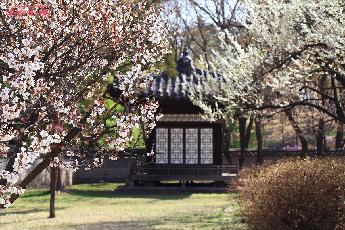 낙선재 앞마당, 전각 너머로 흐드러지게 핀 하얀 매화가 창덕궁의 품격 있는 고전미를 더한다. &copy;이봉덕