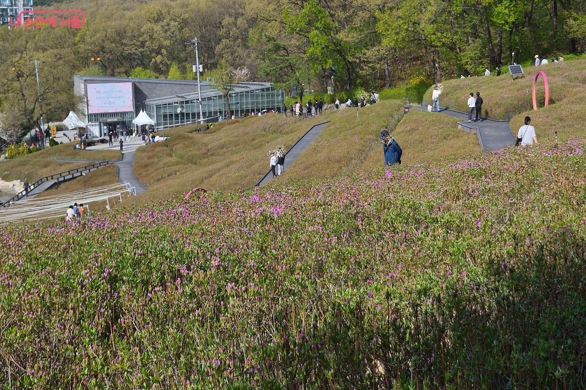 4월 16~26일, 불암산 힐링타운에서 철쭉제가 열린다. ⓒ권수진