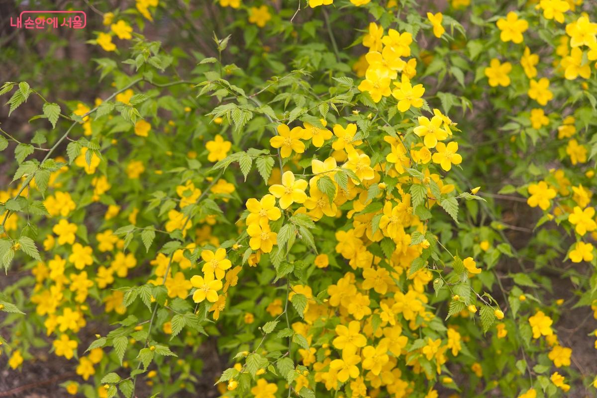 홍릉숲 내부에 예쁜 봄꽃들이 많아서 벚꽃엔딩의 아쉬움을 달래주었다