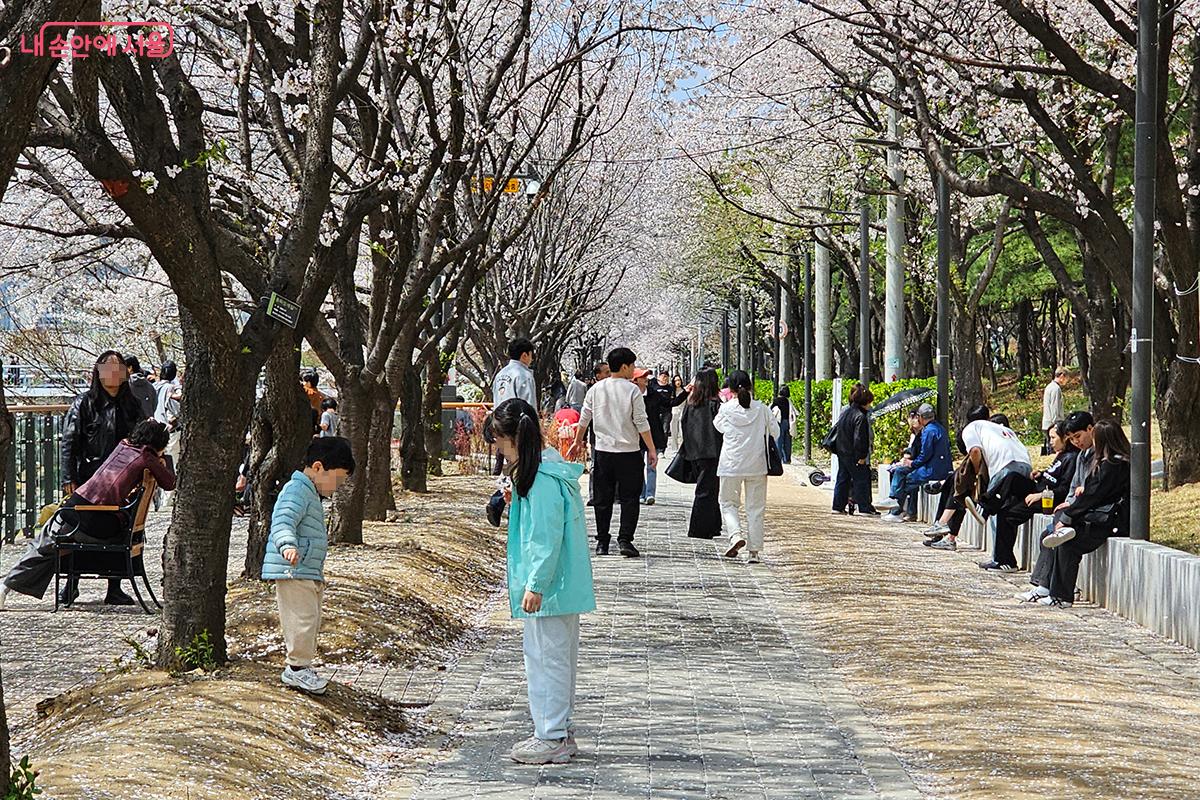 벚꽃길 입구에 들어서자 벚나무들이 연분홍빛 터널을 만들어낸다. ©이혜숙