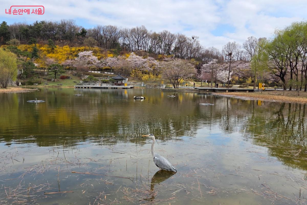 왜가리 한 마리가 여유를 즐기는 모습도 볼 수 있었다. &copy;김미선