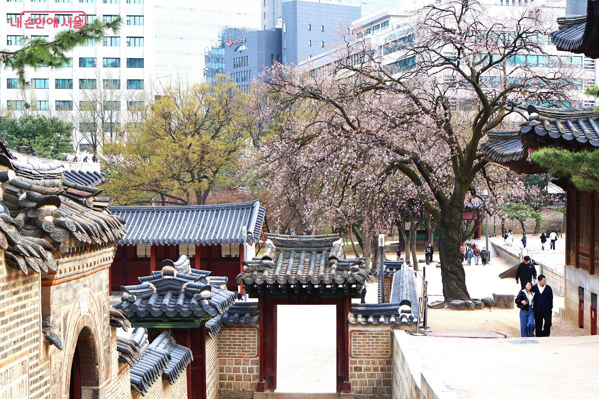 덕수궁 석어당과 덕흥전 사이 활짝 핀 살구꽃이 관람객의 발길을 머물게 한다. &copy;이봉덕