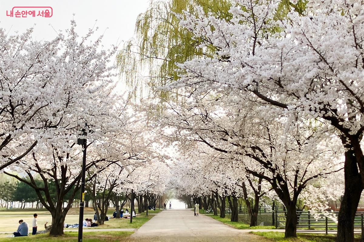 환상적인 벚꽃 터널이 펼쳐진 난지한강공원 ©이란