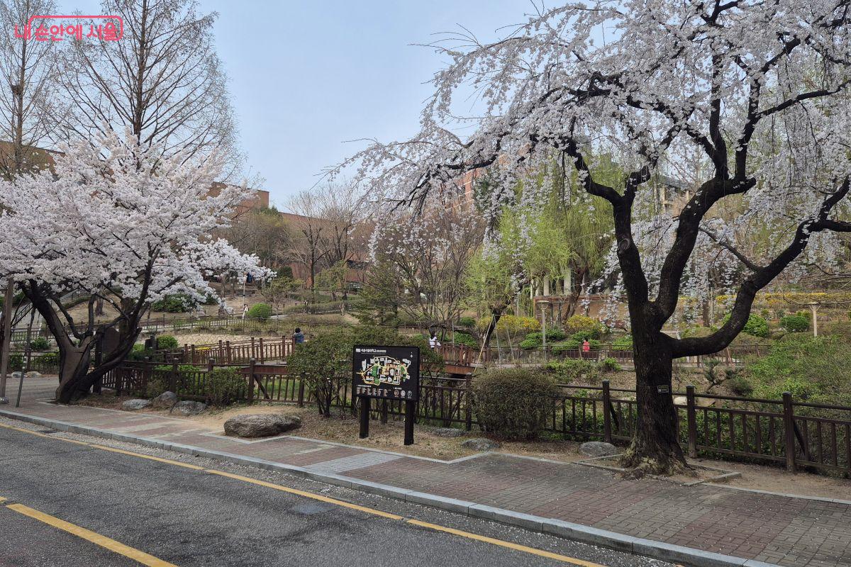 연못을 화사하게 만들어주고 있는 두 그루의 벗나무