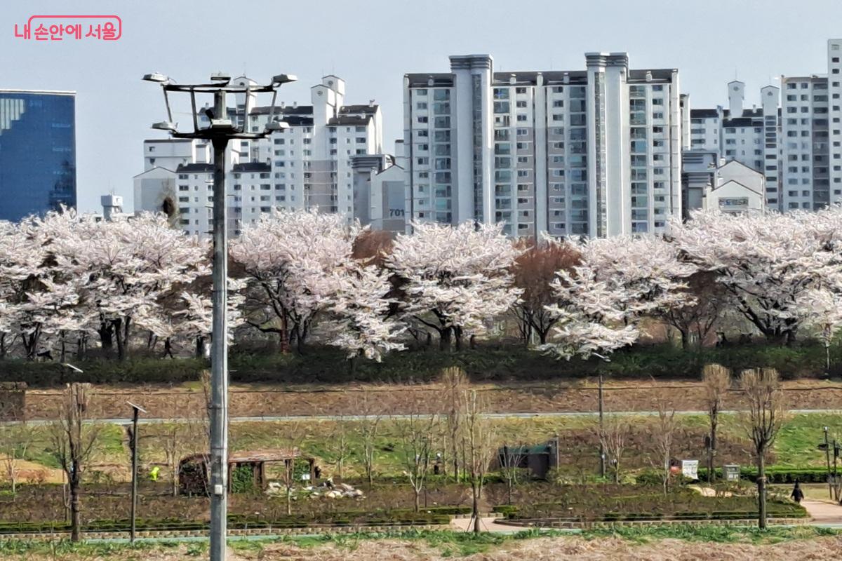 안양천 벚꽃은 고척교에서 오목교까지 이어지는 약 6km 구간을 화사하게 물들였다. &copy;홍지영