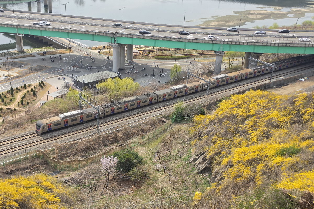 온 세상이 노랑노랑해~ 개나리 빛으로 물든 응봉산(ft.서울봄꽃길 175선) 