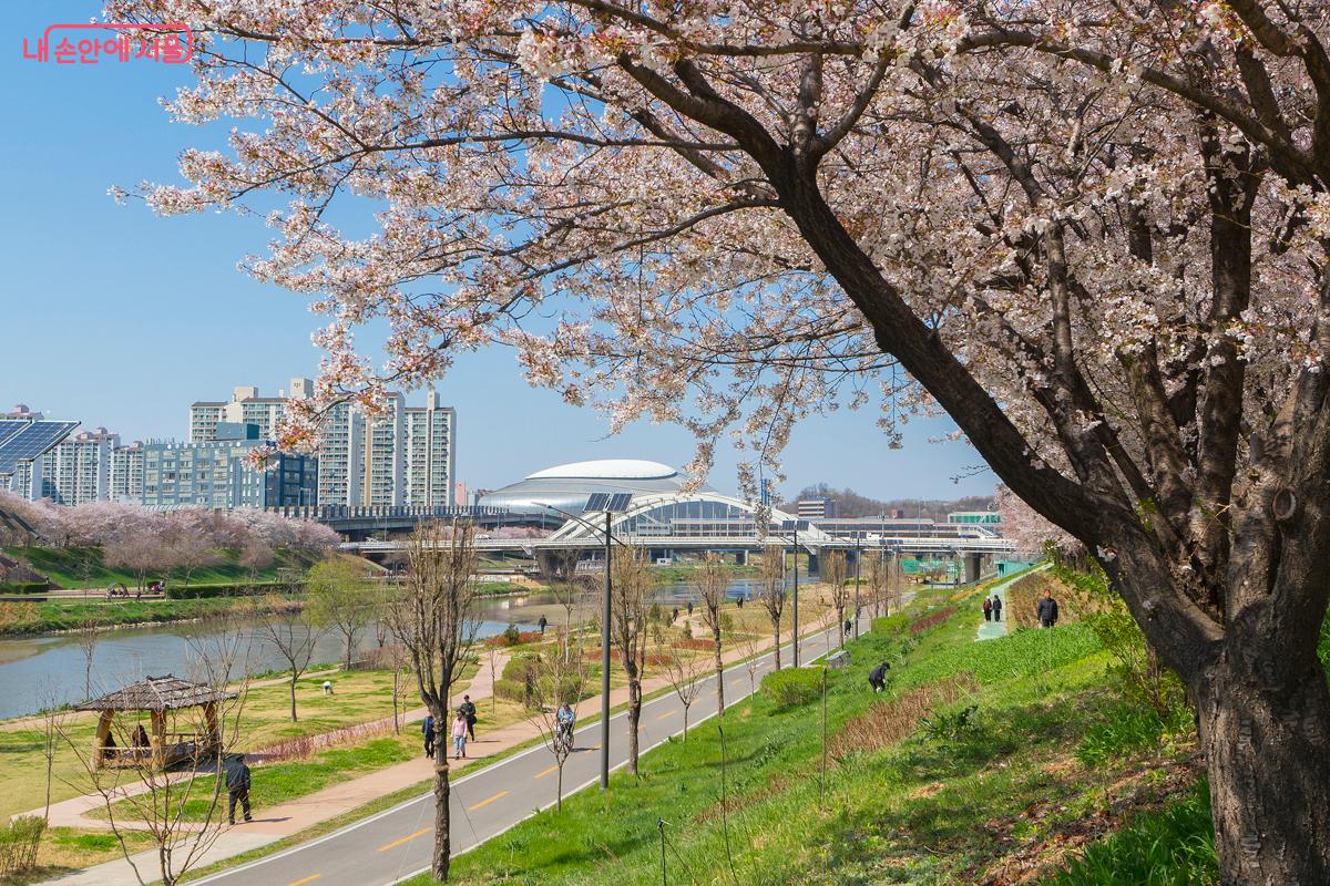 벚꽃 사이로 사성교, 고척교, 고척스카이돔이 보인다. ⓒ박상현