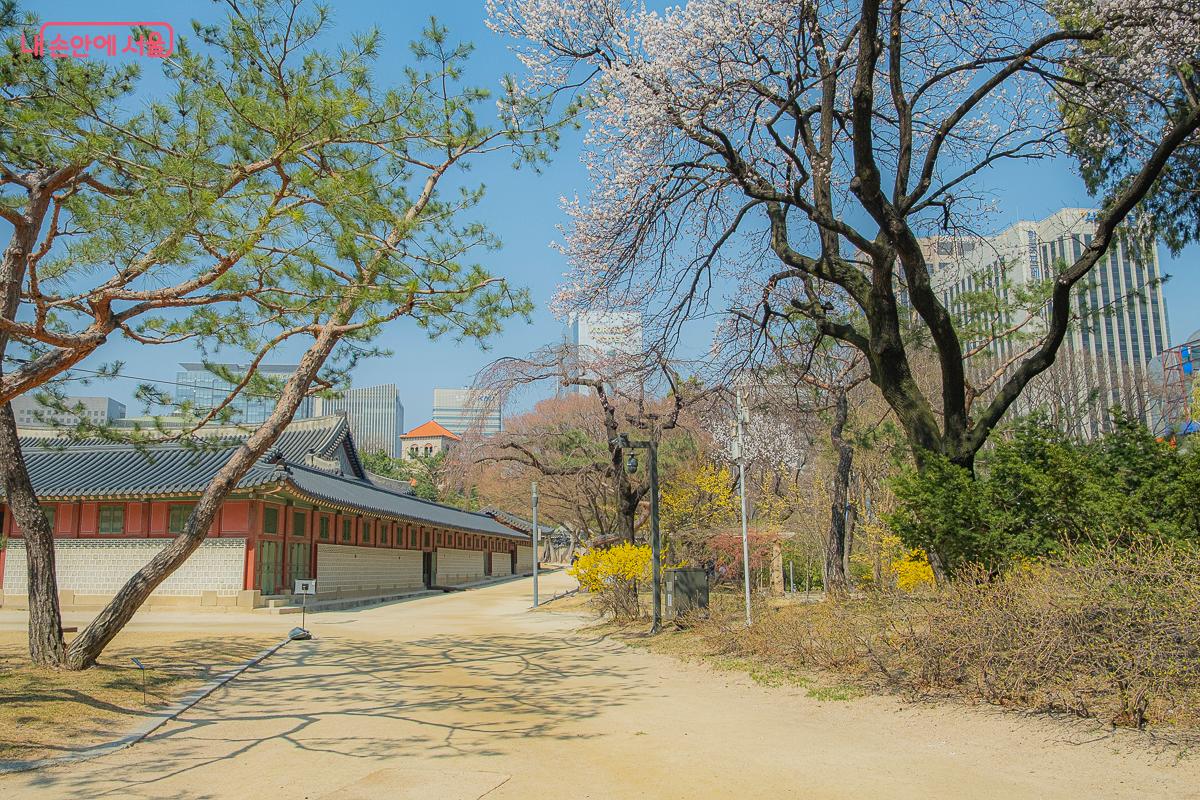 덕수궁에 벚꽃과 개나리가 개화하기 시작했다. &copy;김지연