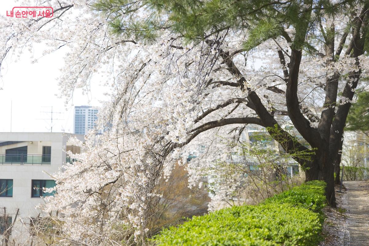 도서관이 산책명소도 될 수 있다는 것에 놀란 하루였다.