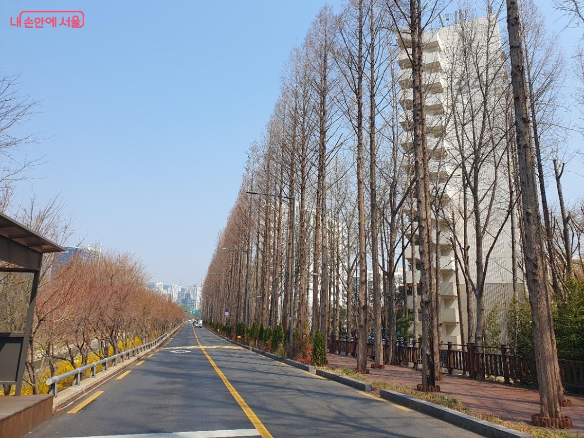 마포 설렘길 성미다리 인근 메타세쿼이아 구간 ©김병규