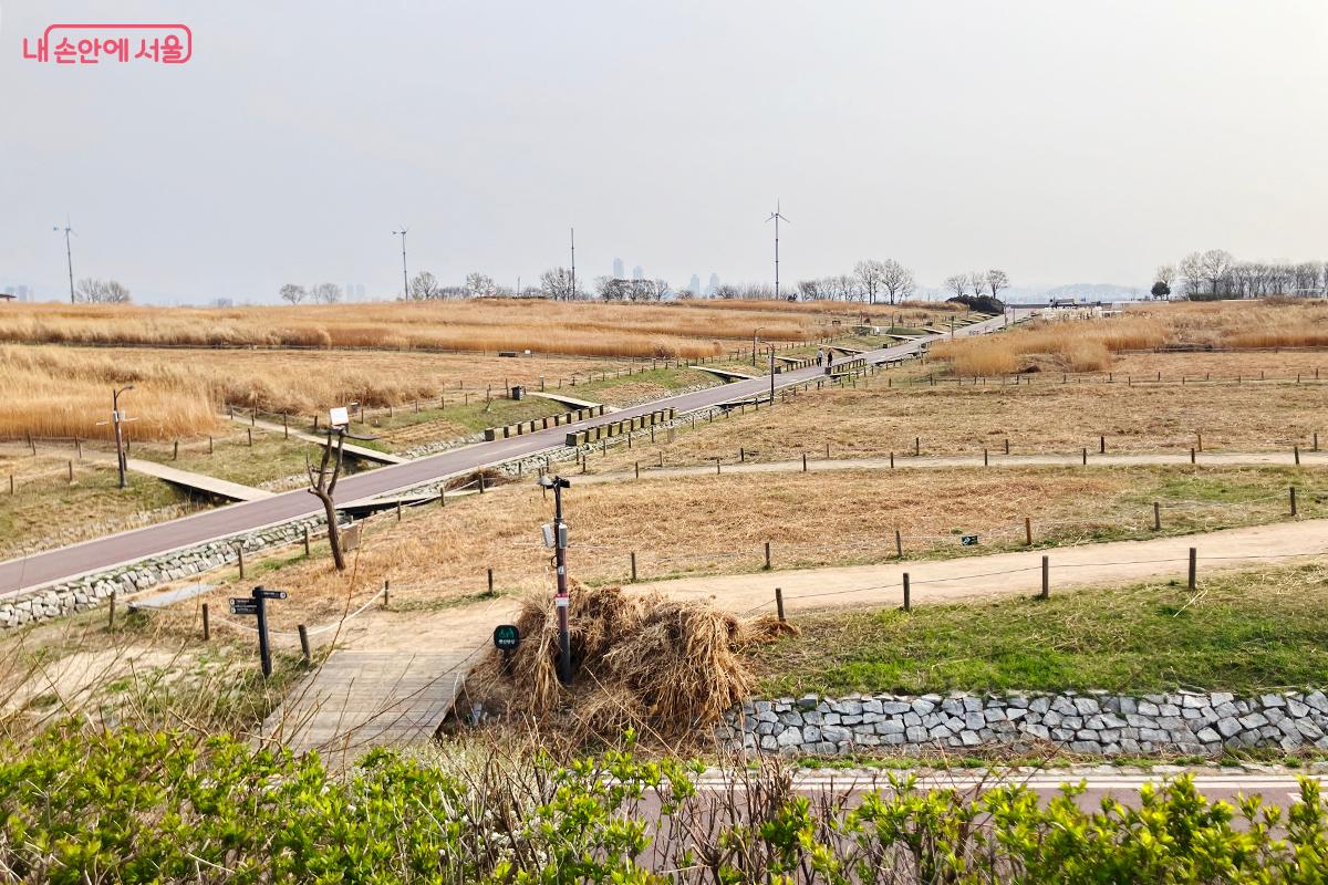 탁 트인 하늘과 황금빛 억새가 끝없이 펼쳐진 노을공원 전경 ©이란