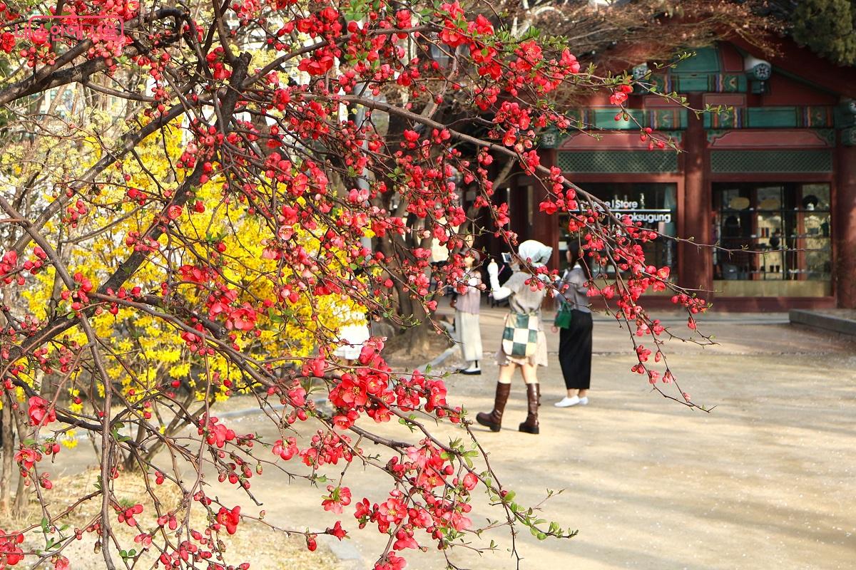붉은 명자나무와 노란 개나리가 어우러져 덕수궁의 찬란한 봄을 완성한다. &copy;이봉덕