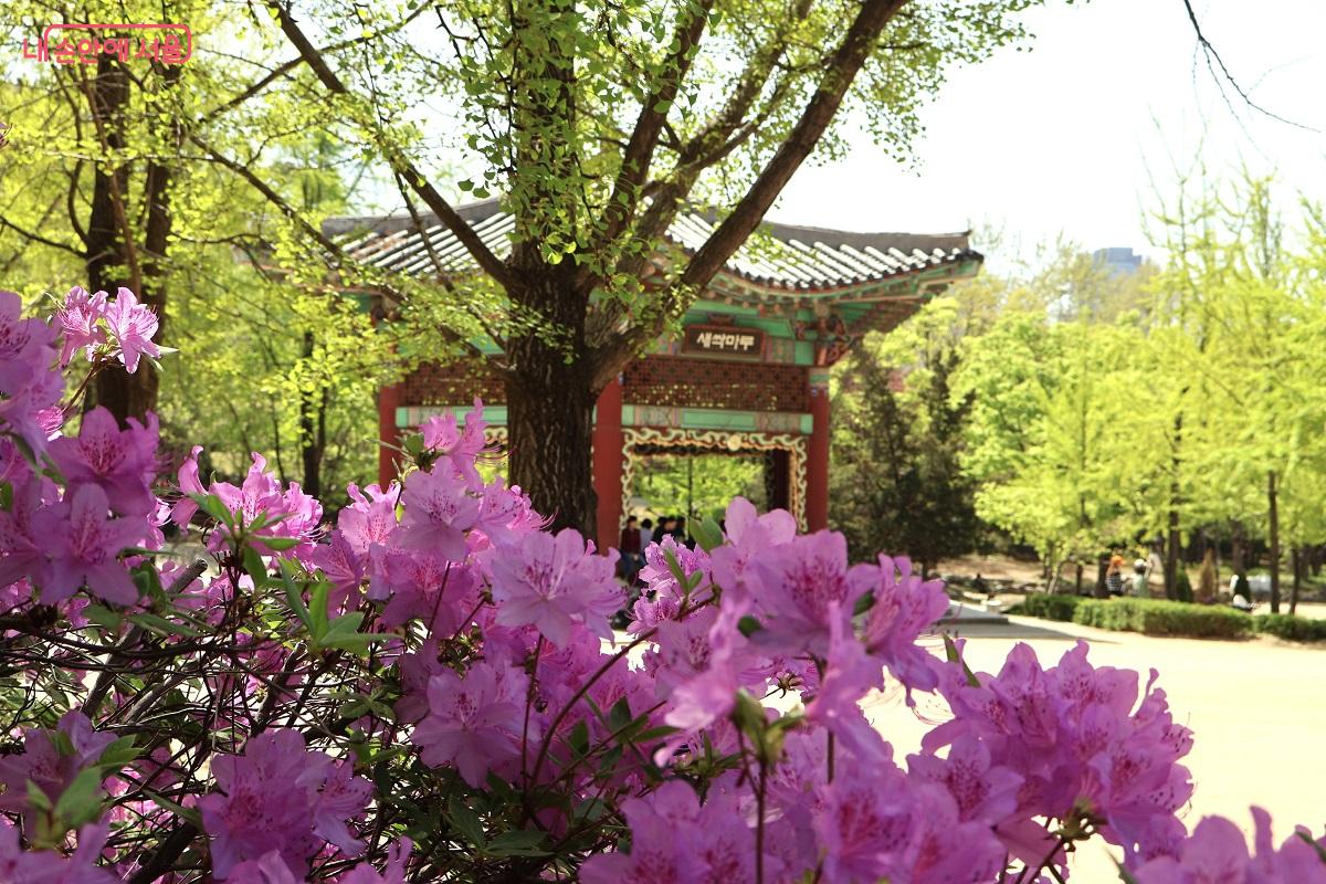 새싹마루 앞 마당에 연분홍 철쭉이 빚어낸 봄의 정취 &copy;이봉덕