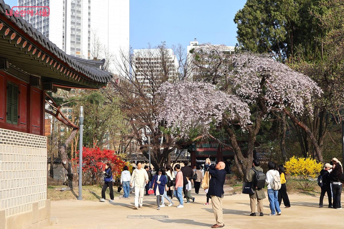 흐드러진 수양벚꽃과 울긋불긋한 봄꽃 사이로 시민들이 화창한 봄날을 만끽하고 있다. &copy;이봉덕