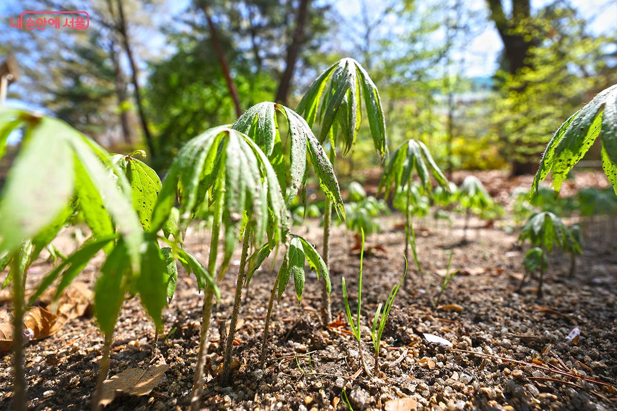 이름처럼 우산의 모양을 하고 있는 우산나물 &copy;김주연