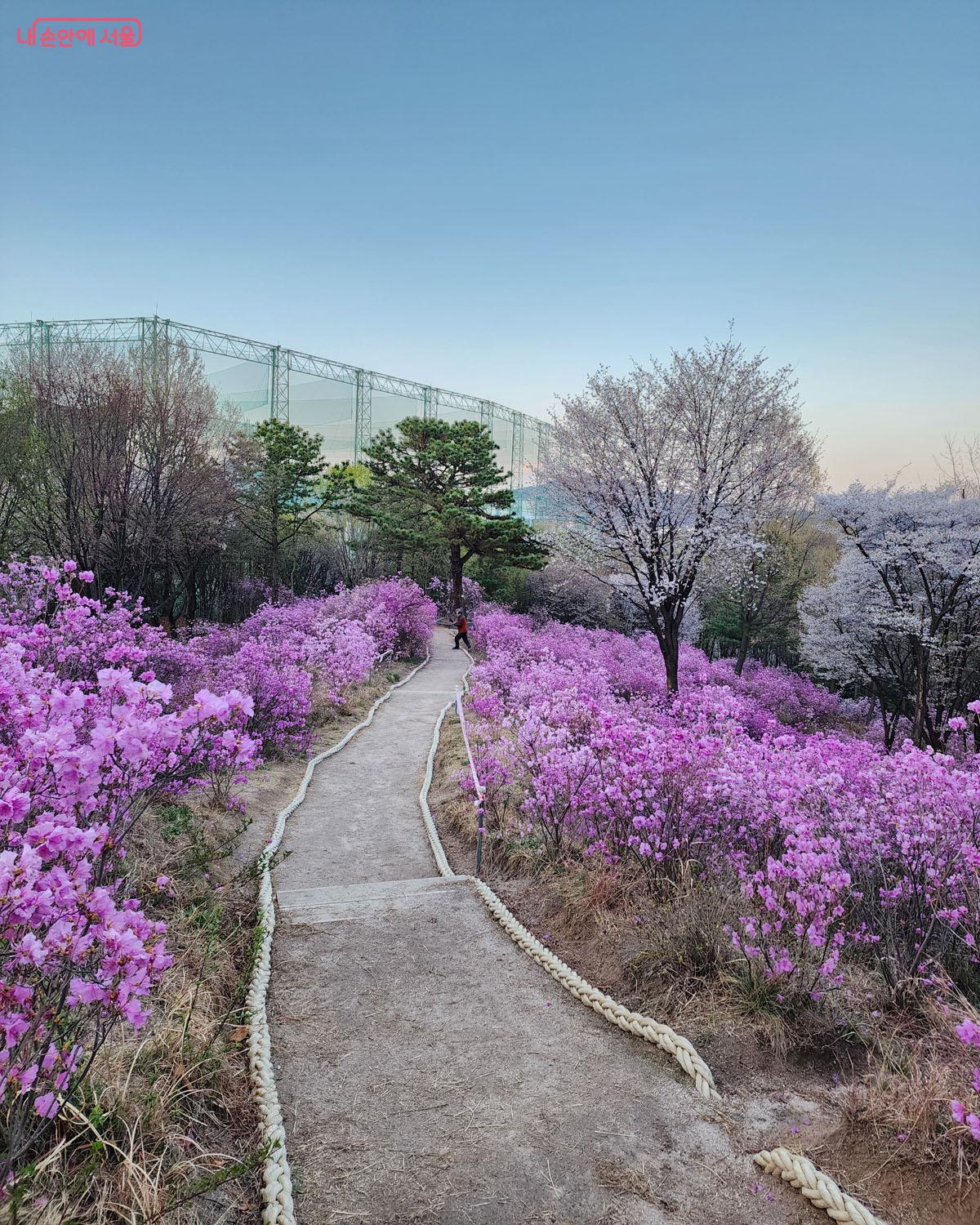 오동그린공원 진달래능선 &copy;이진숙 