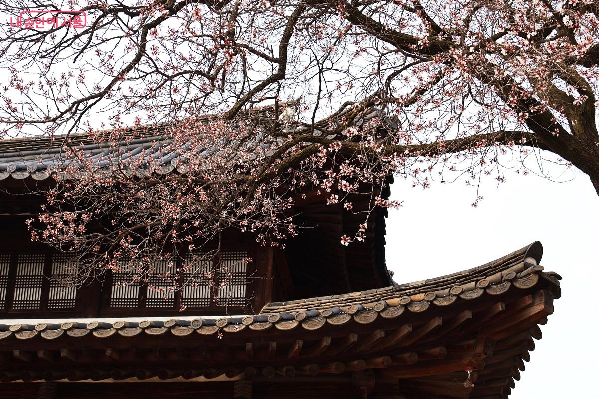 덕수궁 석어당의 고즈넉한 기와지붕 위로 살구꽃이 내려앉아 정취를 더한다. &copy;이봉덕