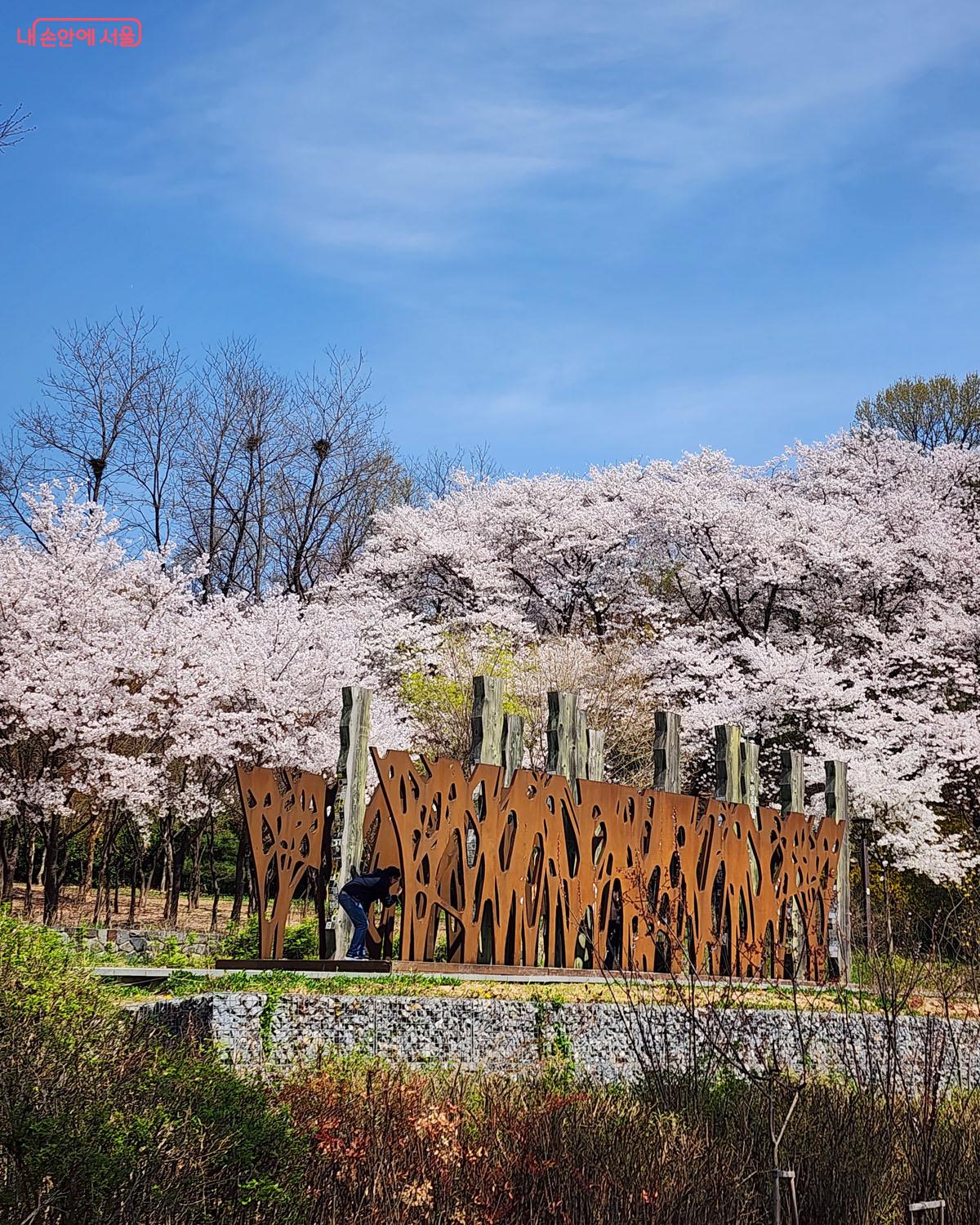 더 늦기 전에 벚꽃 구경하러 북서울꿈의숲으로 떠나보자. &copy;이진숙  