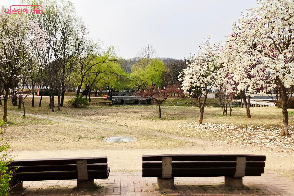 만개한 목련과 함께 쉬어가는 평화의 공원의 여유로운 벤치 ©이란