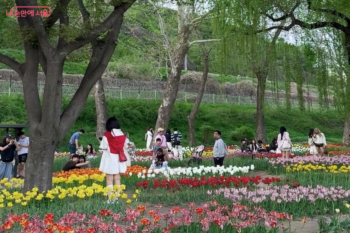 서울에서 만나는 봄 풍경 &copy;임수영