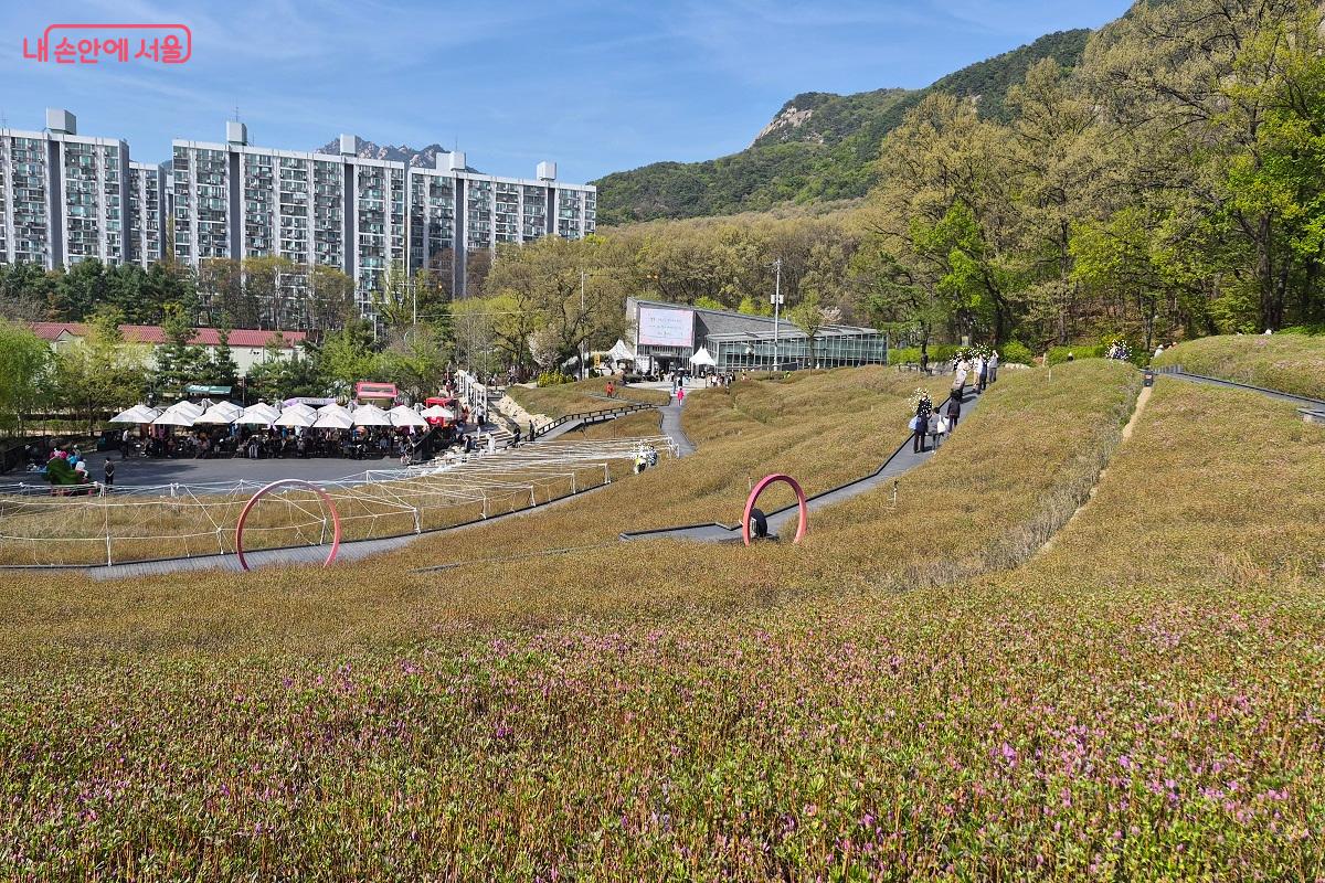 울긋불긋 꽃망울이 올라오기 시작한 불암산 철쭉동산