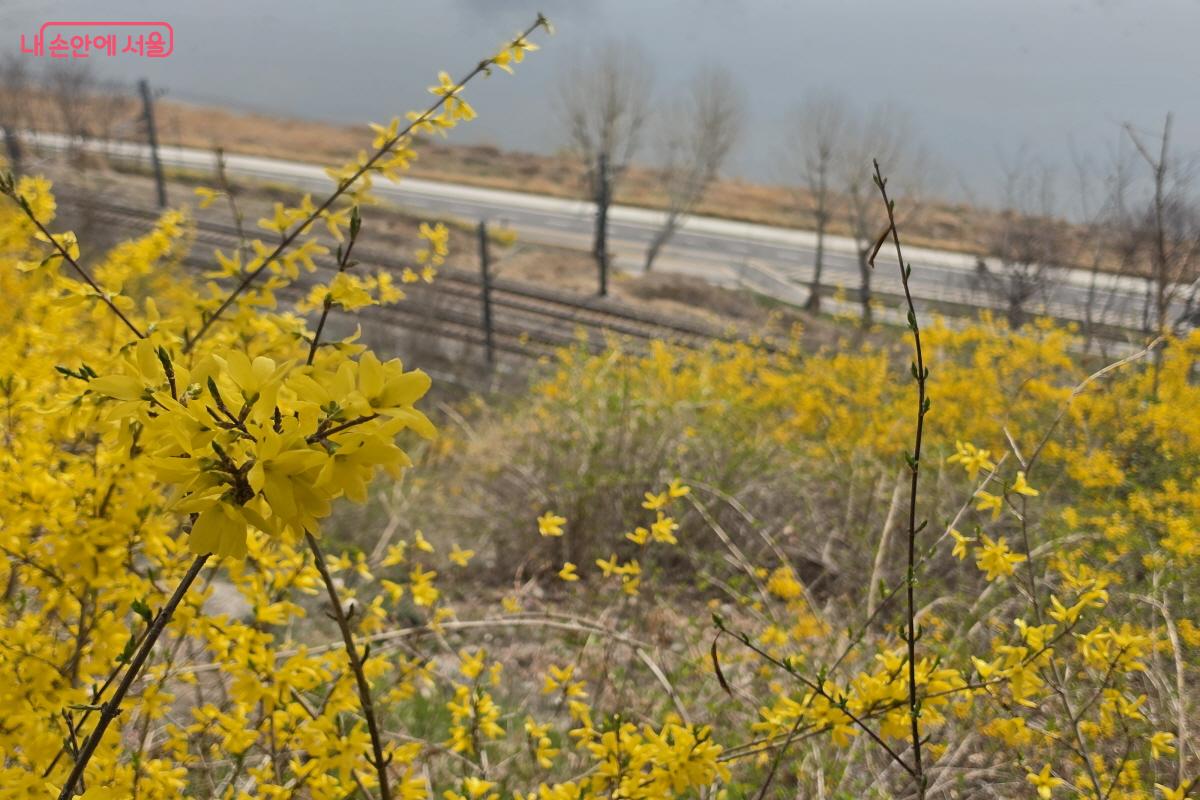응봉산을 수놓은 개나리 ⓒ조송연