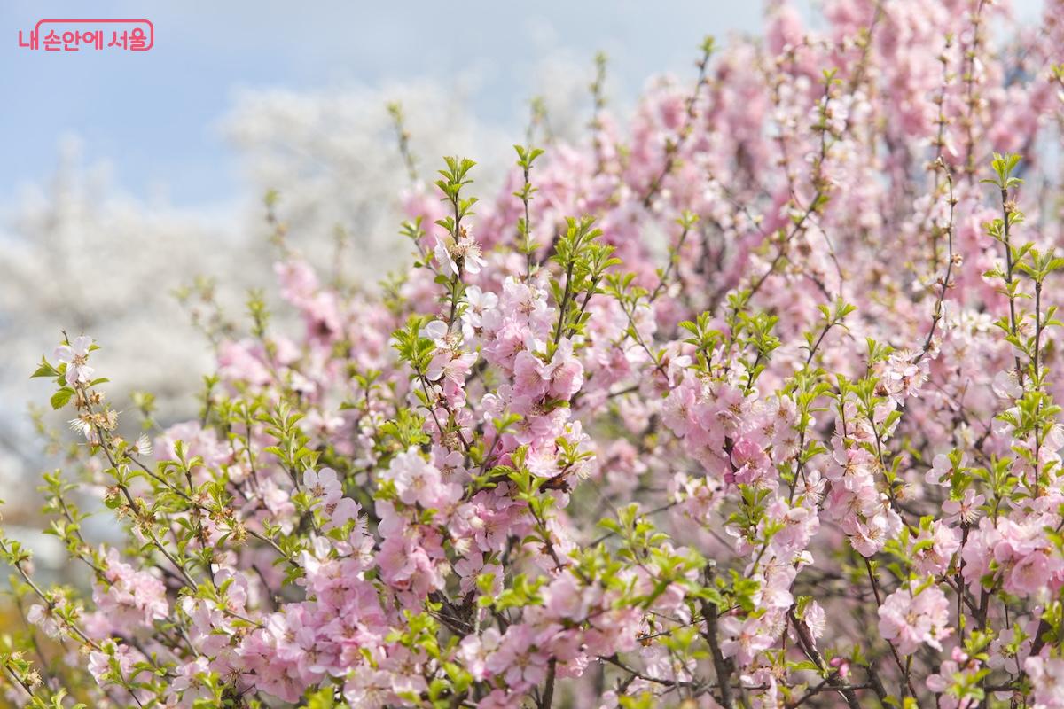 사람도 많이 안 붐비는 명소라 해마다 봄이 오면 다시 찾아야 되겠다고 생각했다. &copy;서지희