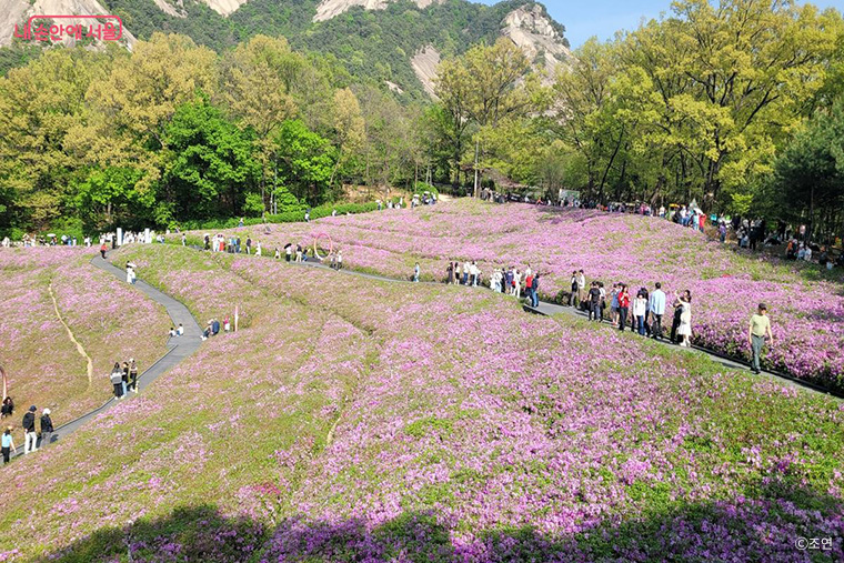 노원구 불암산 철쭉동산에 철쭉이 만개했다.