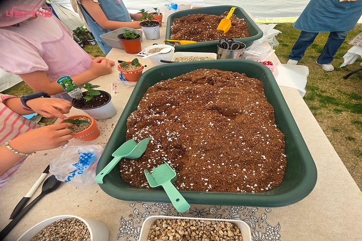 직접 허브를 화분에 심어보는 허브삽목ⓒ양순남