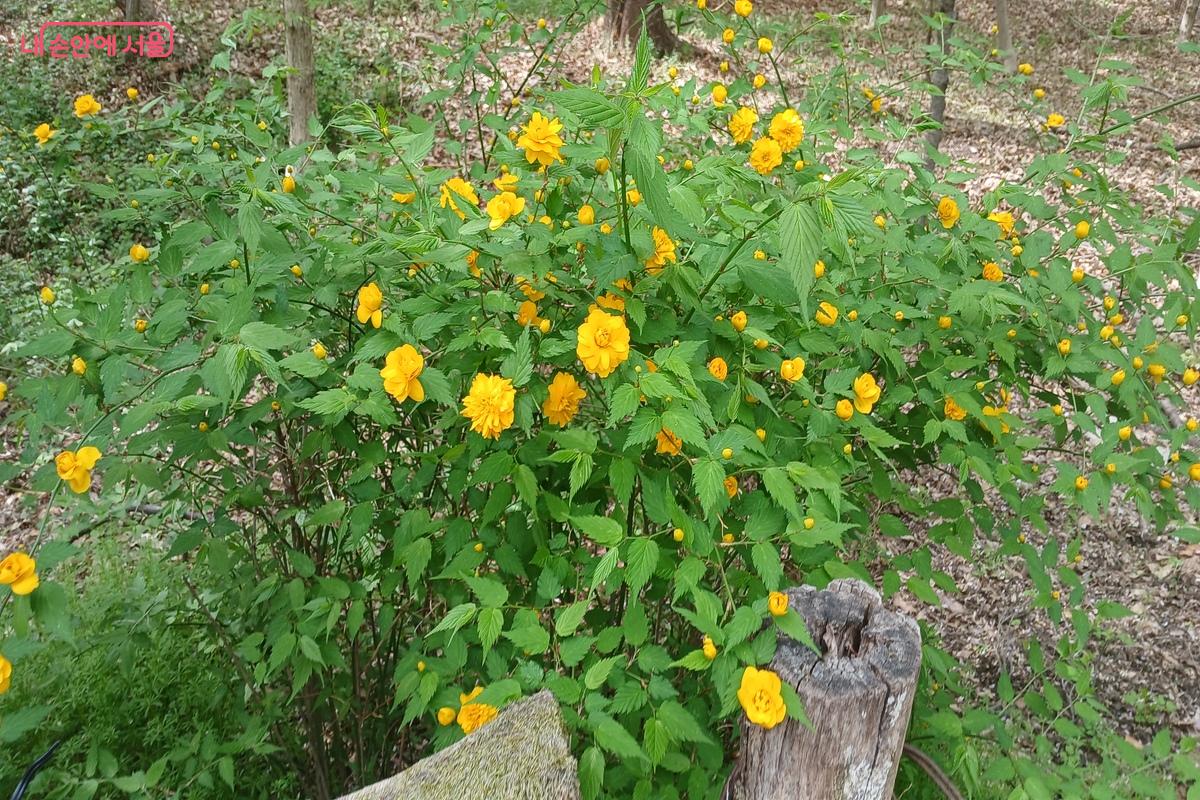 황매화 꽃이 가득 펴 있다. &copy;유지민