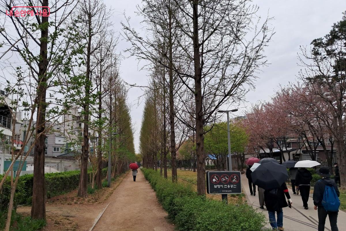 비를 머금어 더욱 짙어진 경의선 숲길에서 마주친 메타세쿼이어길