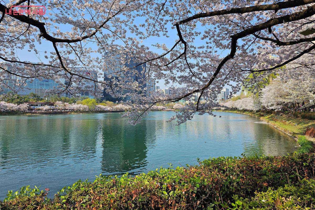 도심 한가운데에서 이렇게 고요하고 낭만적인 봄을 만날 수 있다는 사실이 새삼 놀랍다. ©이혜숙