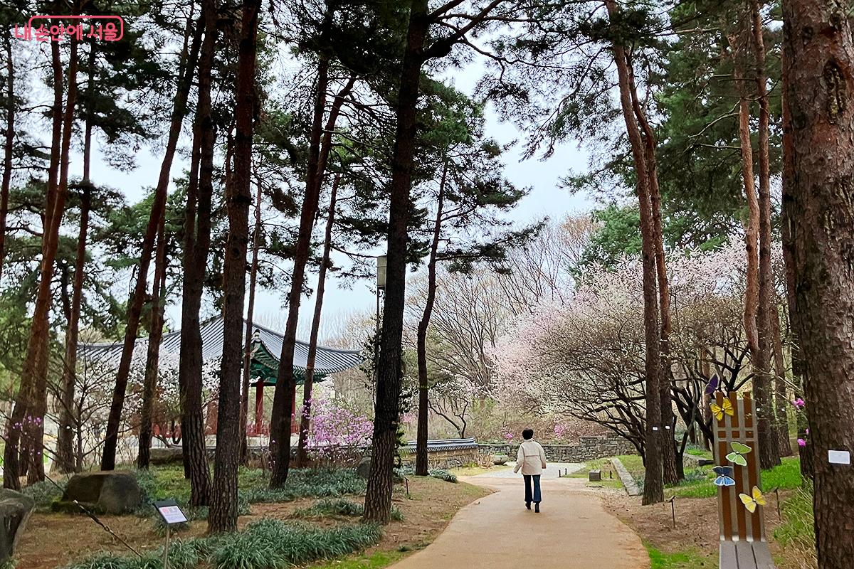 소나무와 화사한 꽃나무 사이를 거니는 봄날의 산책 ©이란