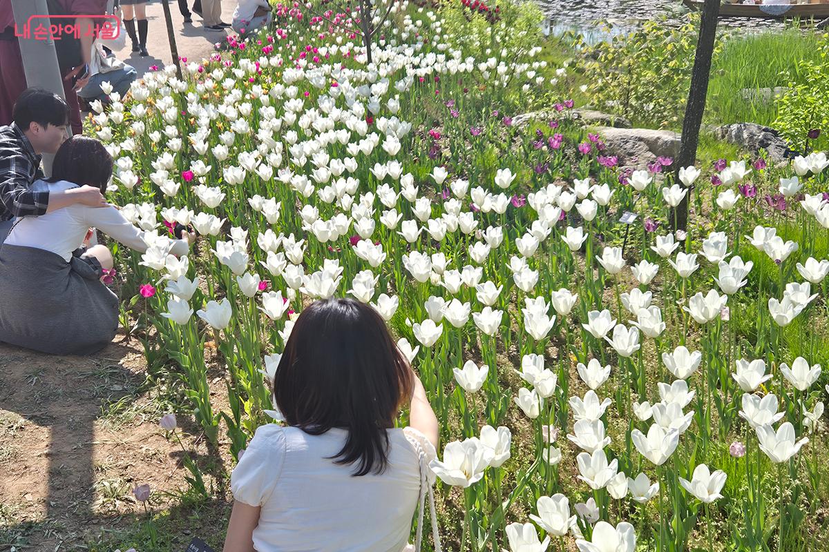 다양한 색상의 튤립과 수선화 등이 만개해 관람객들을 맞이하고 있다. &copy;이혜숙