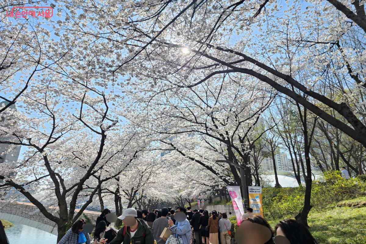 석촌호수에는 '2026 호수벚꽃축제'도 열려 안전 통제에 주의 경보가 켜졌다. &copy;염지연