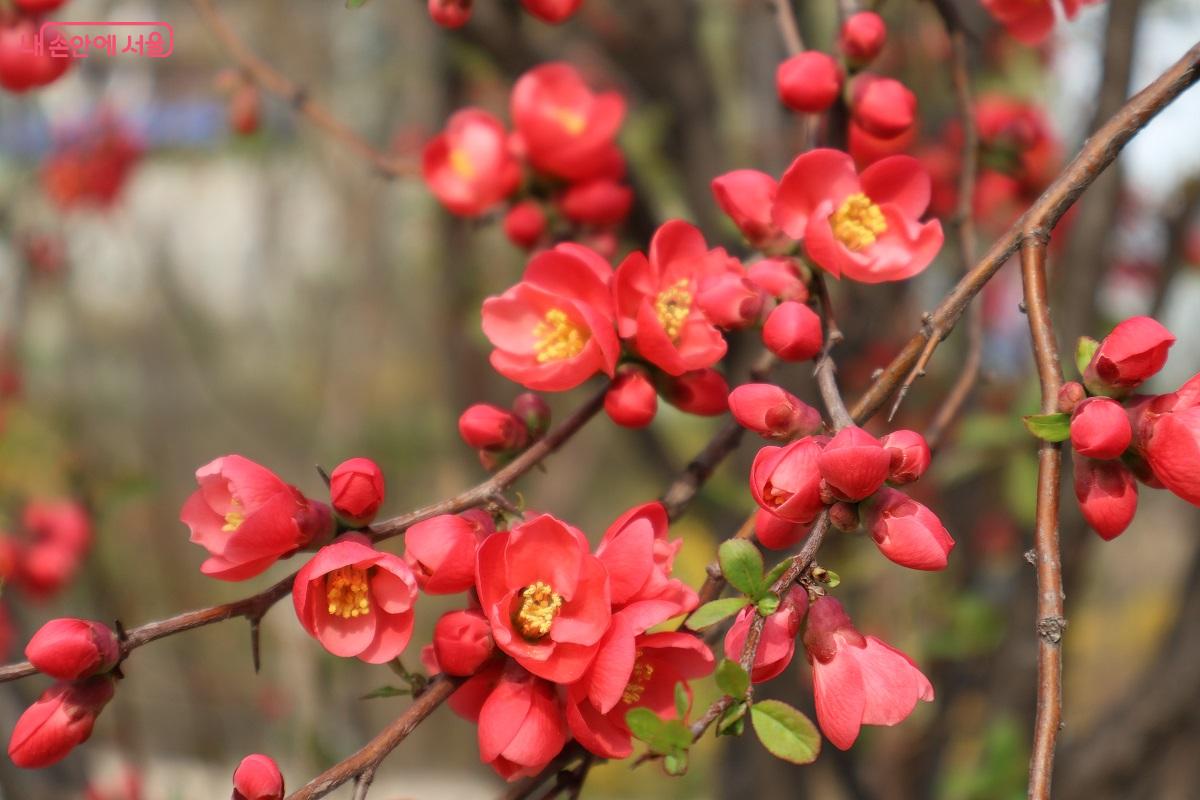덕수궁 초입 연못가에 붉게 피어난 명자나무꽃이 단번에 시선을 사로잡는다. &copy;이봉덕