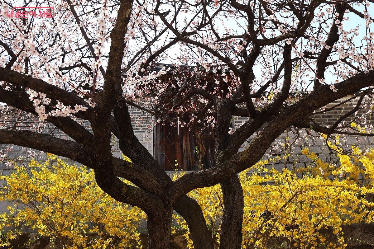 창경궁에서 바라본 창덕궁 담장가에 만개한 살구꽃과 노란 개나리가 조화롭게 어우러진다. &copy;이봉덕