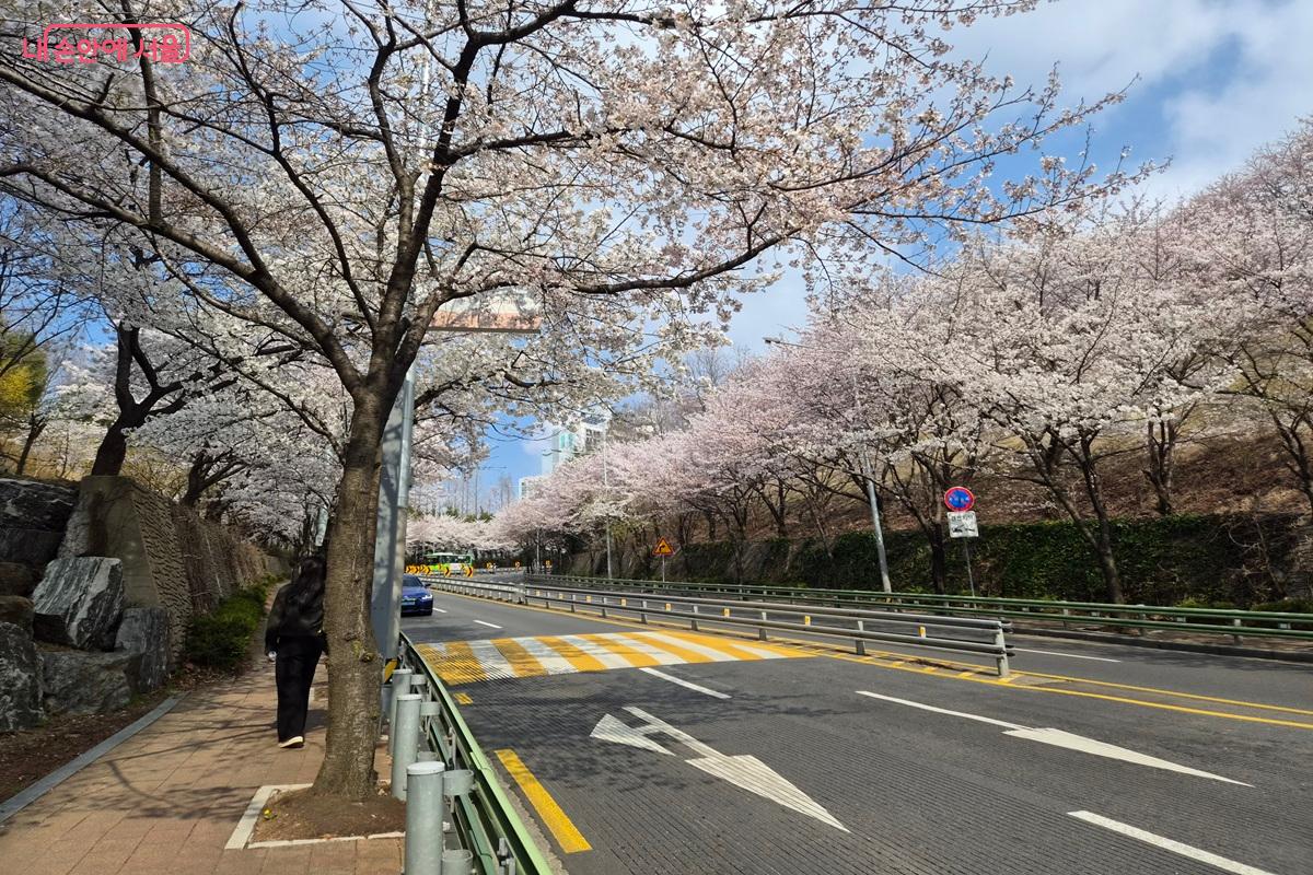 서울둘레길 12코스로 들어서는 입구 주변에 봄꽃이 가득 피었다. ©최현우