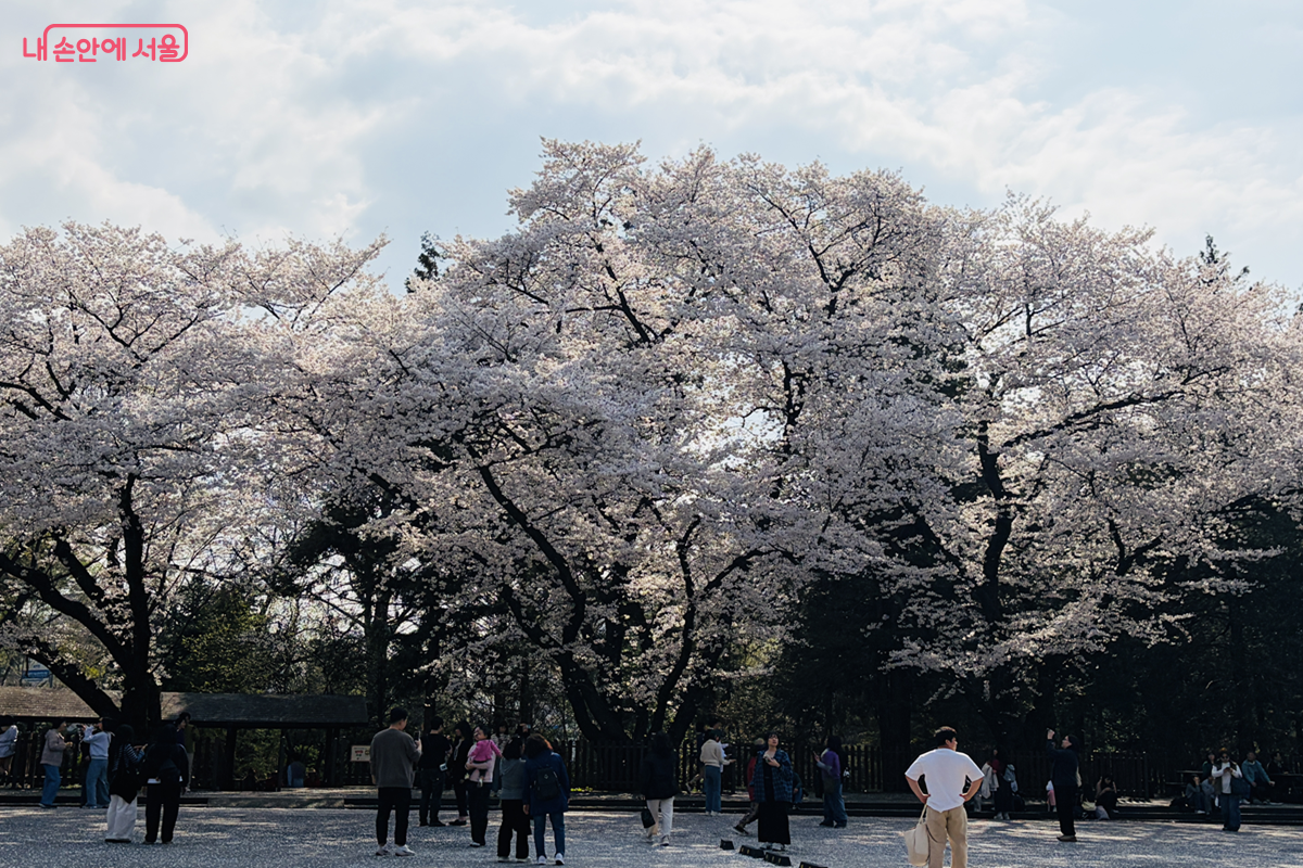 홍릉숲, 봄바람에 흩날리는 왕벚나무 &copy;김경선