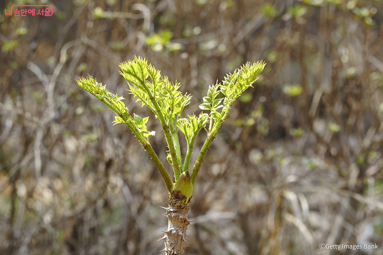 대표적인 봄나물인 두릅
