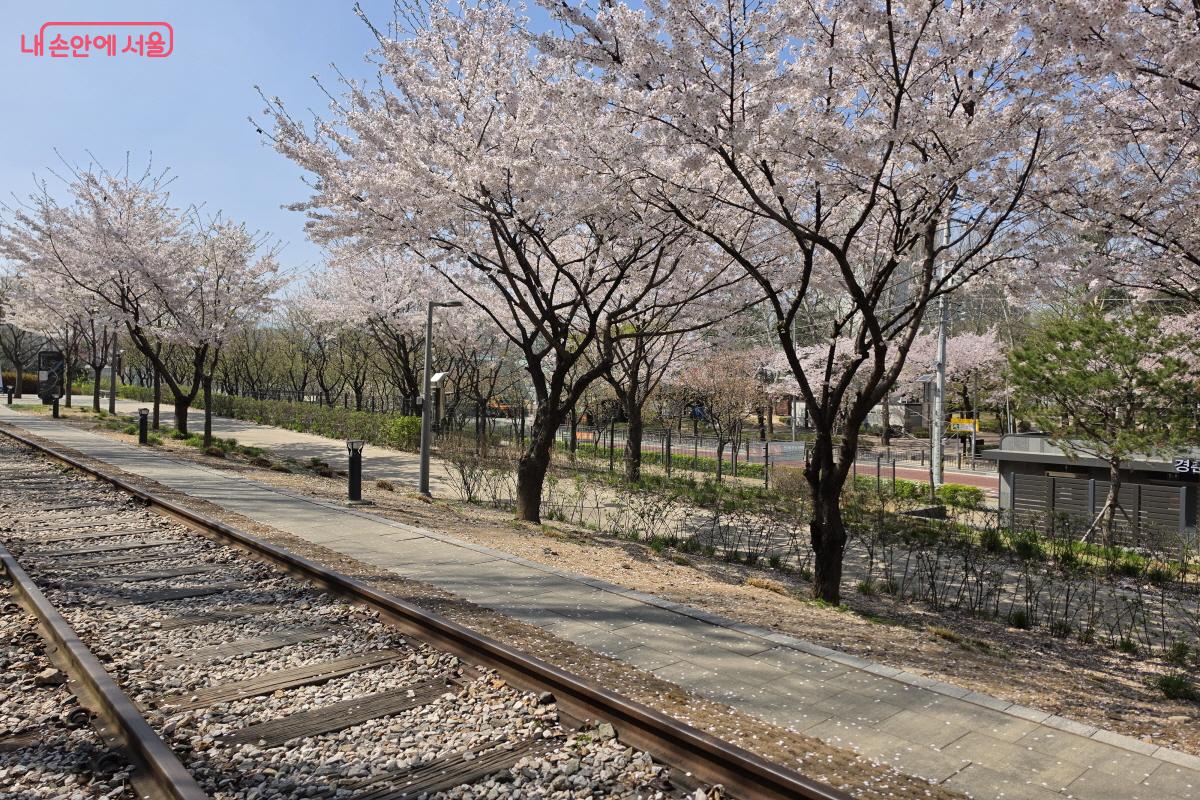 경춘선 철길을 따라 만개한 벚꽃 ⓒ심재혁