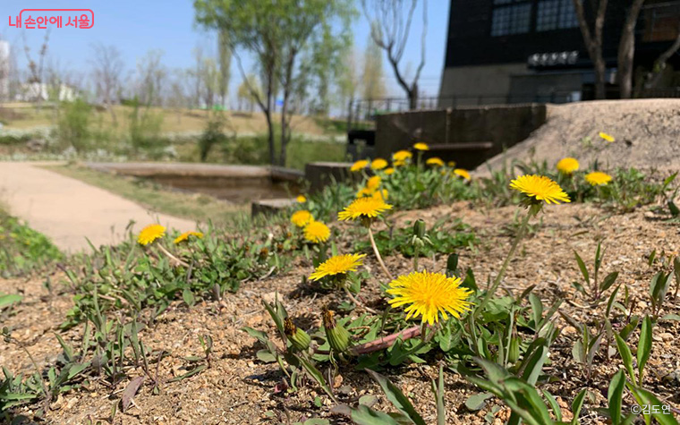 흔한 풀꽃, 민들레의 한 종. &lsquo;민들레 속(genus)&rsquo;에 2,000종(species)이 속해 있다.