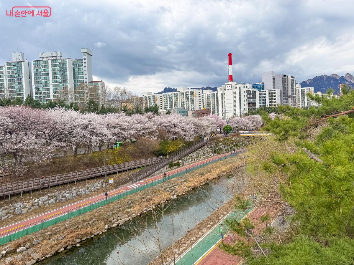 우이천 벚꽃 풍경