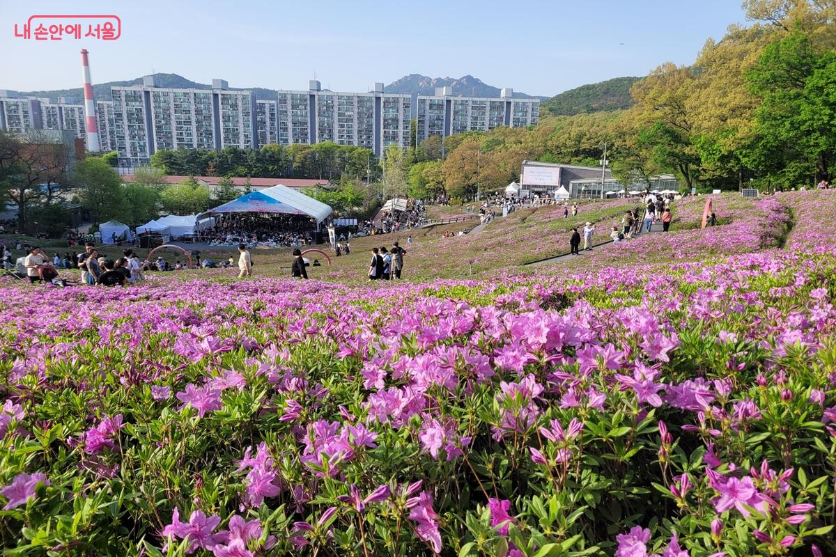 서울 노원구 불암산 철쭉동산 행사장 전경과 철쭉 꽃밭 모습